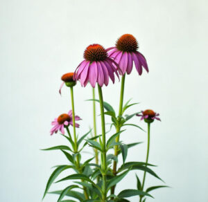 echinacea-purpurea-extract