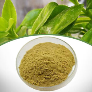 Andrographis Paniculate Extract