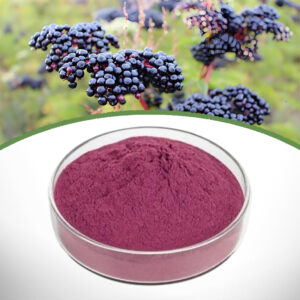 Elderberry Extract