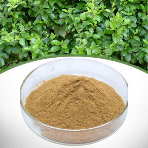 Gymnema Sylvestre Extract
