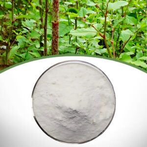 Polygonum cuspidatum extract