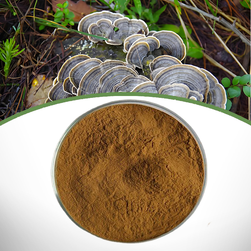 Yunzhi extract